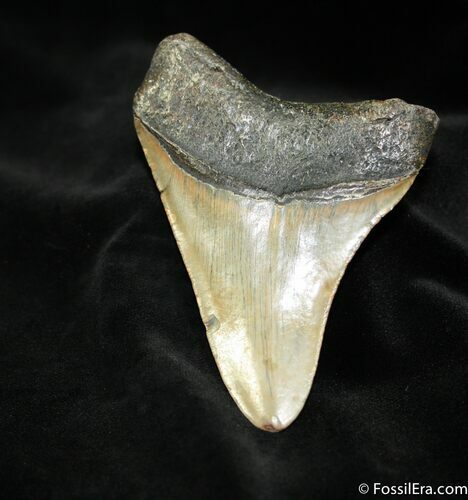 Inch Megalodon Tooth #1052